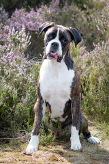 Boxer portrait in heathland