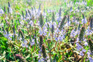 blue small flowers in spring in the meadow