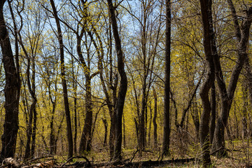 Obraz premium spring, nature, forest, trees, grass, beauty, first, greens, leaves