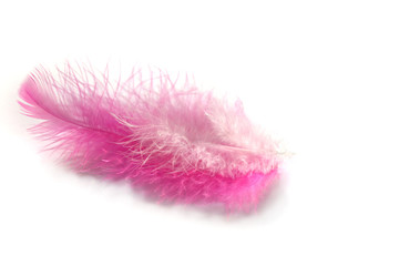 pink and white feather on white background