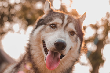 Portrait of Siberian husky Dog.Siberian husky is sitting on the ground of grass.it so cute