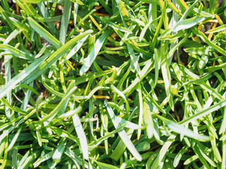 Green young first grass in spring. View from above