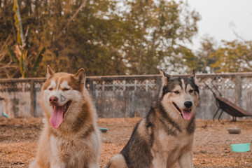 Portrait of Siberian husky Dog.Siberian husky is sitting on the ground of grass.it so cute
