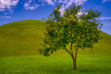 Lonely tree in a hill in a blue sky with small clouds