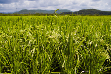 Close-up of rice plants in the rice field in South Korea.
