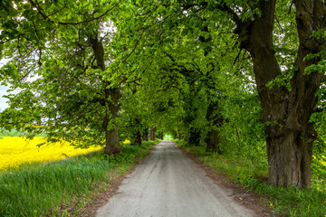 Obraz premium Abandoned green alley