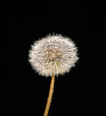 Fototapeta premium fluffy dandelion on black background, isolated