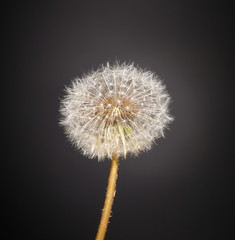 fluffy dandelion on black background with backlight, isolated