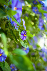 Blue flowers in late autumn