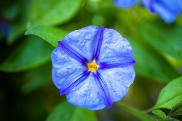 Fototapeta na wymiar Blue flowers in late autumn