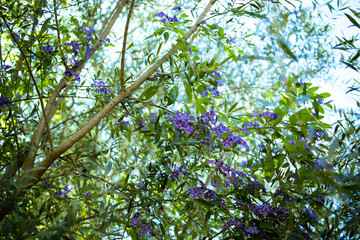Blue flowers in late autumn