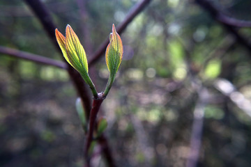 Young leaves on a branch in spring macro photography on a forest background with copy space as background.