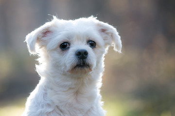 Maltese dog portrait