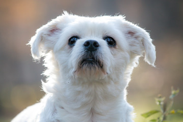 Maltese dog close up