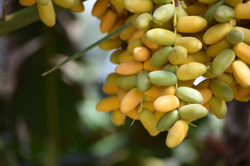 dates sweet fruit hanging in garden close up. diet Ramadan natural food nutrition source background wallpaper