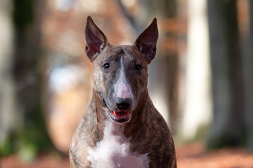 Brindle Bull Terrier portrait