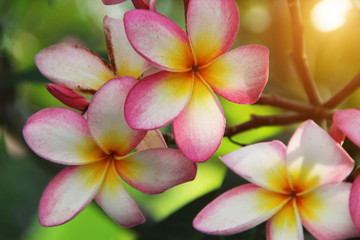 colorful plumeria flower in nature