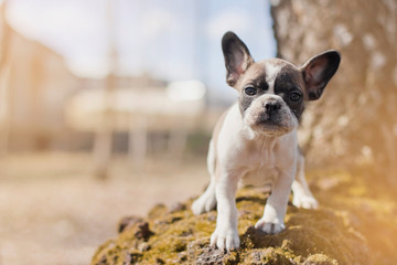 french bulldog puppy. french bulldog for a walk. puppy on mossy tree. spring walk of a little puppy