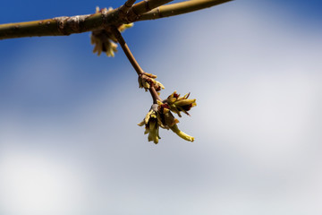 Bourgeon du printemps Québec Canada