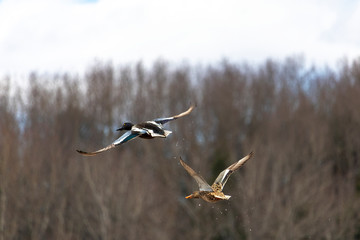 Canard souchet, Northern Shoveler