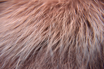 closeup look of the red natural animal fur