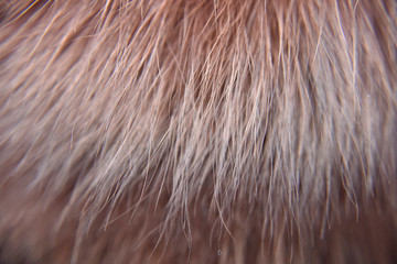 Closer look at the fox fur