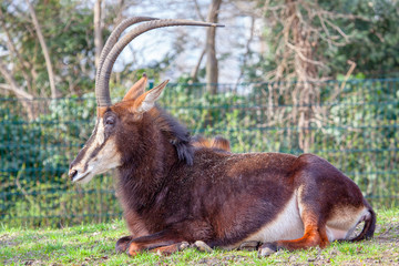 Sable Antelope is an animal which inhabits in Africa