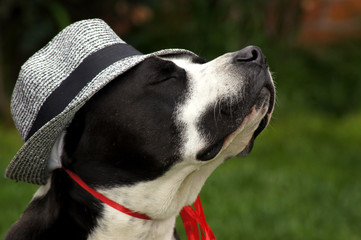 Hund mit Sonnenhut auf der gr&uuml;nen Wiese