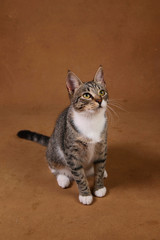 Obraz premium Studio shot of a gray and white striped cat sitting on brown background