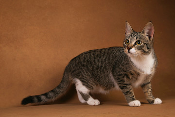 Studio shot of a gray and white striped cat sitting on brown background