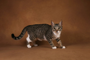 Studio shot of a gray and white striped cat sitting on brown background