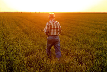Senior farmer walking in young wheat field and examining crop at sunset.