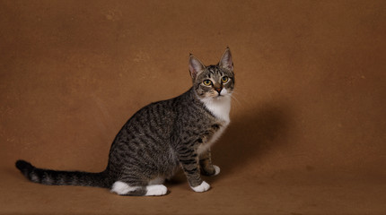 Studio shot of a gray and white striped cat sitting on brown background