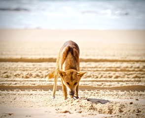 Fototapeta na wymiar Australian Dingo