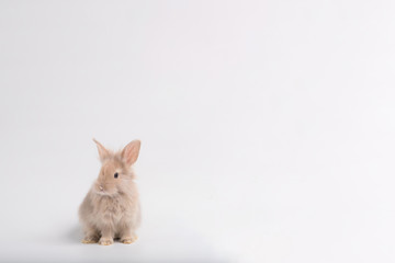 A cute rabbit with brown fluffy fur, standing on a white background in the studio.