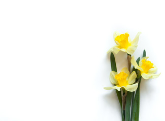 Fototapeta na wymiar Yellow Narcissus Flowers on a light white background. Congratulation flora background for greeting card.