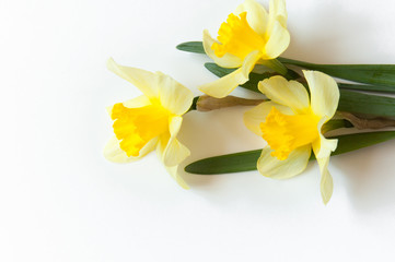 Naklejka na ściany i meble Yellow Narcissus Flowers on a light white background. Congratulation flora background for greeting card.