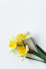 Yellow Narcissus Flowers on a light white background. Congratulation flora background for greeting card.