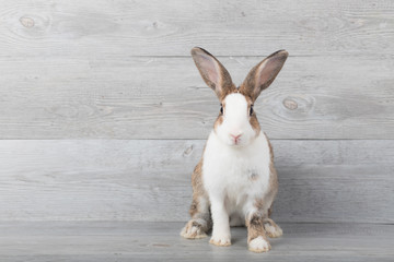 Large white and brown rabbits are sitting with a wood grain background.