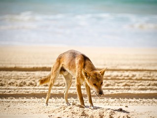 Australian Dingo