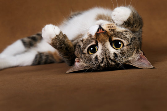Studio shot of a gray and white striped cat lies on brown background
