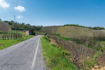 Vineyards of Oltrepo Pavese in April