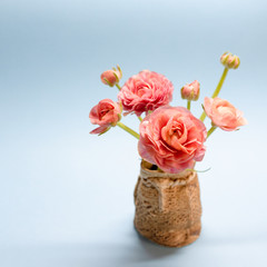 cute bouquet of gentle rose ranunculuses on a blue background