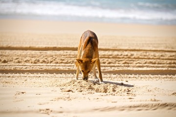 Frazer Island Dingo