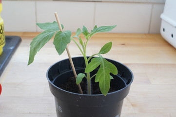Tomato,plant