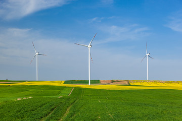 Turbiny wiatrowe na polu z rzepakiem - obrazy, fototapety, plakaty