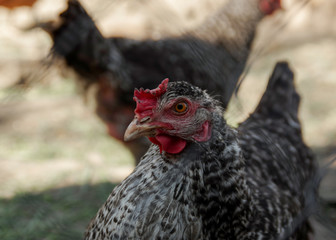 Portrait of a beautiful chicken   in profile in a natural environment, close-up shot 