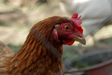Portrait of a beautiful chicken of black and whitecolor in profile in a natural environment with a beautiful soft bokeh, close-up shot of a macro