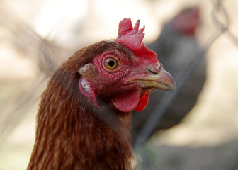 Portrait of a beautiful chicken of black and whitecolor in profile in a natural environment with a beautiful soft bokeh, close-up shot of a macro