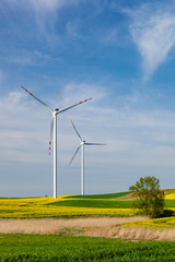 Turbiny wiatrowe na polu z rzepakiem